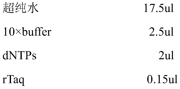 Molecular marker for identifying sphyraena pinguis gunther from sphyraena putnamae and application of molecular marker