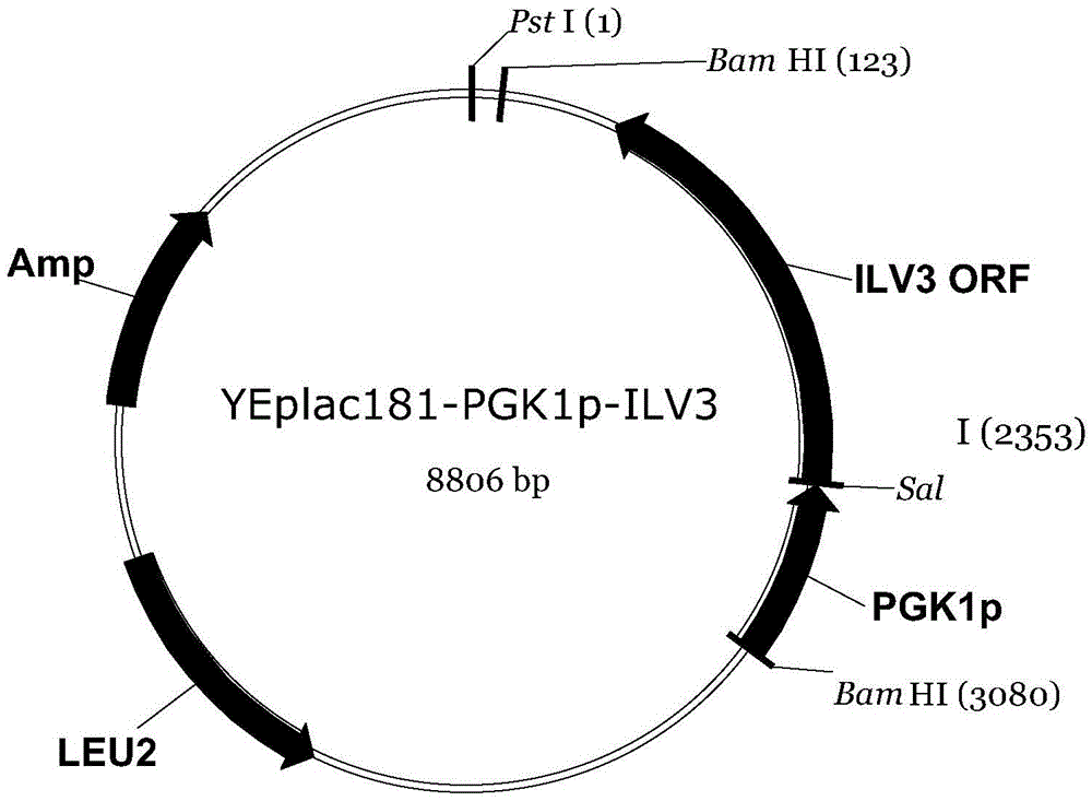 A kind of construction method of Saccharomyces cerevisiae isobutanol high-yielding strain