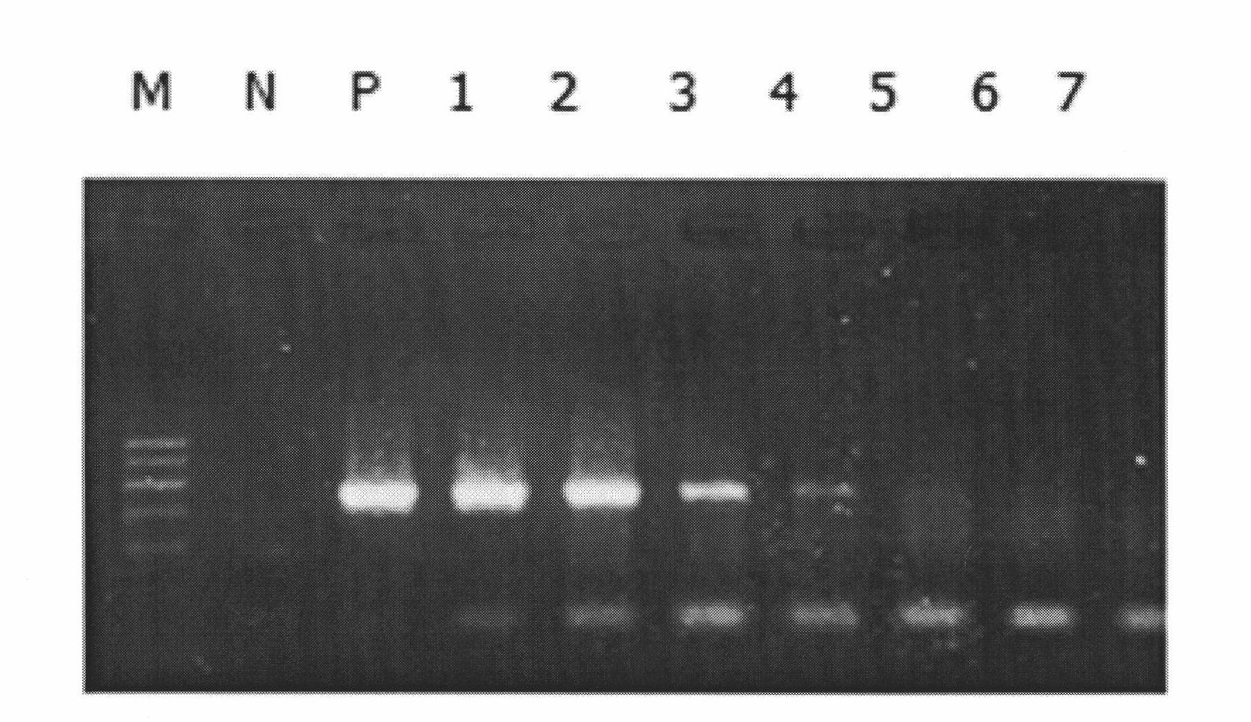 Kit for specific PCR (polymerase chain reaction) detection of pneumocystis and detection method thereof
