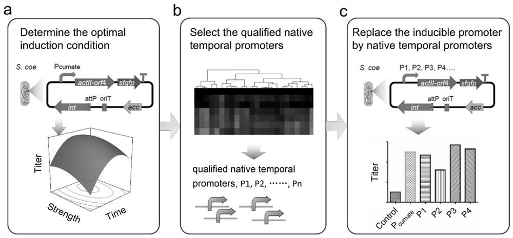 A method for increasing the yield of streptomyces secondary metabolites