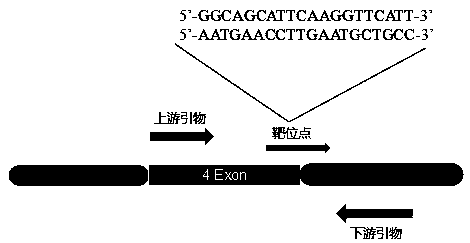 Gene knockout breeding method for tnni3k gene deletion zebrafish