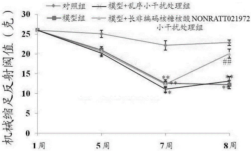 Use of long non-coding ribonucleic acid NONRATT021972 small interfering RNA in preparation of drug for treating diabetes mellitus with neuropathic pain