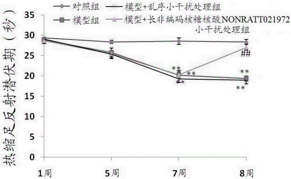 Use of long non-coding ribonucleic acid NONRATT021972 small interfering RNA in preparation of drug for treating diabetes mellitus with neuropathic pain