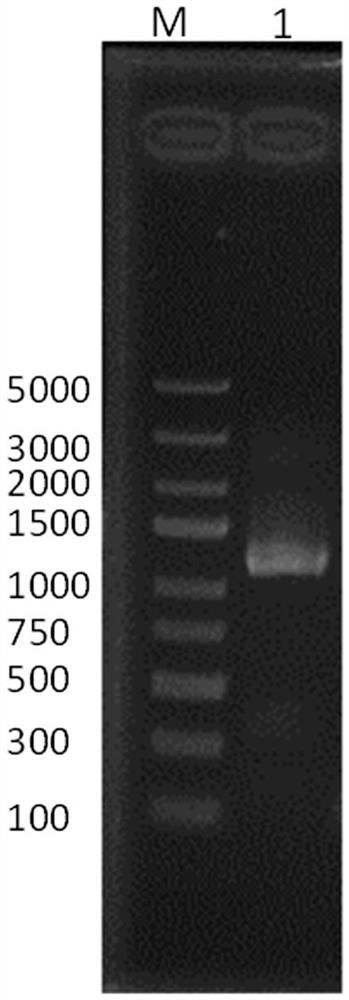 A kind of tobacco chloride ion absorption gene ntslac2 and its cloning method and application
