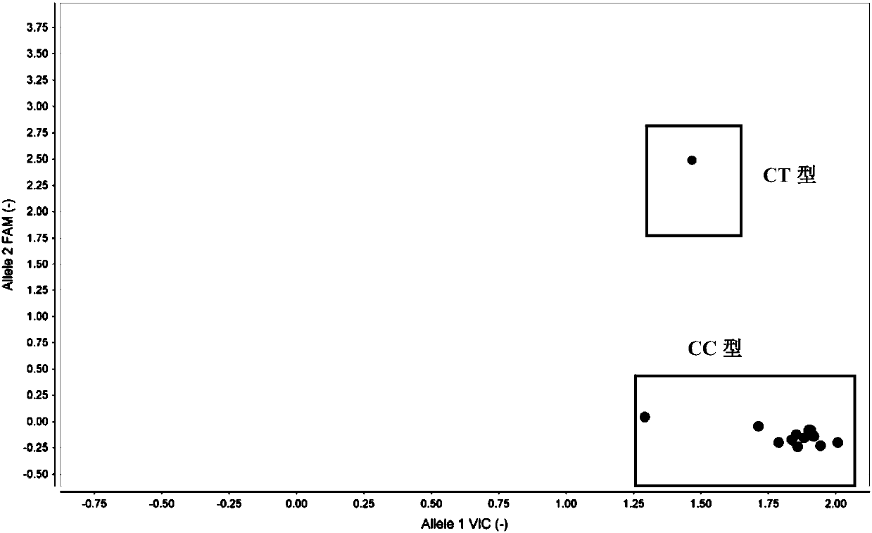 SNP (Single Nucleotide Polymorphism) marker composition for detecting lung cancer susceptibility, primer composition and kit