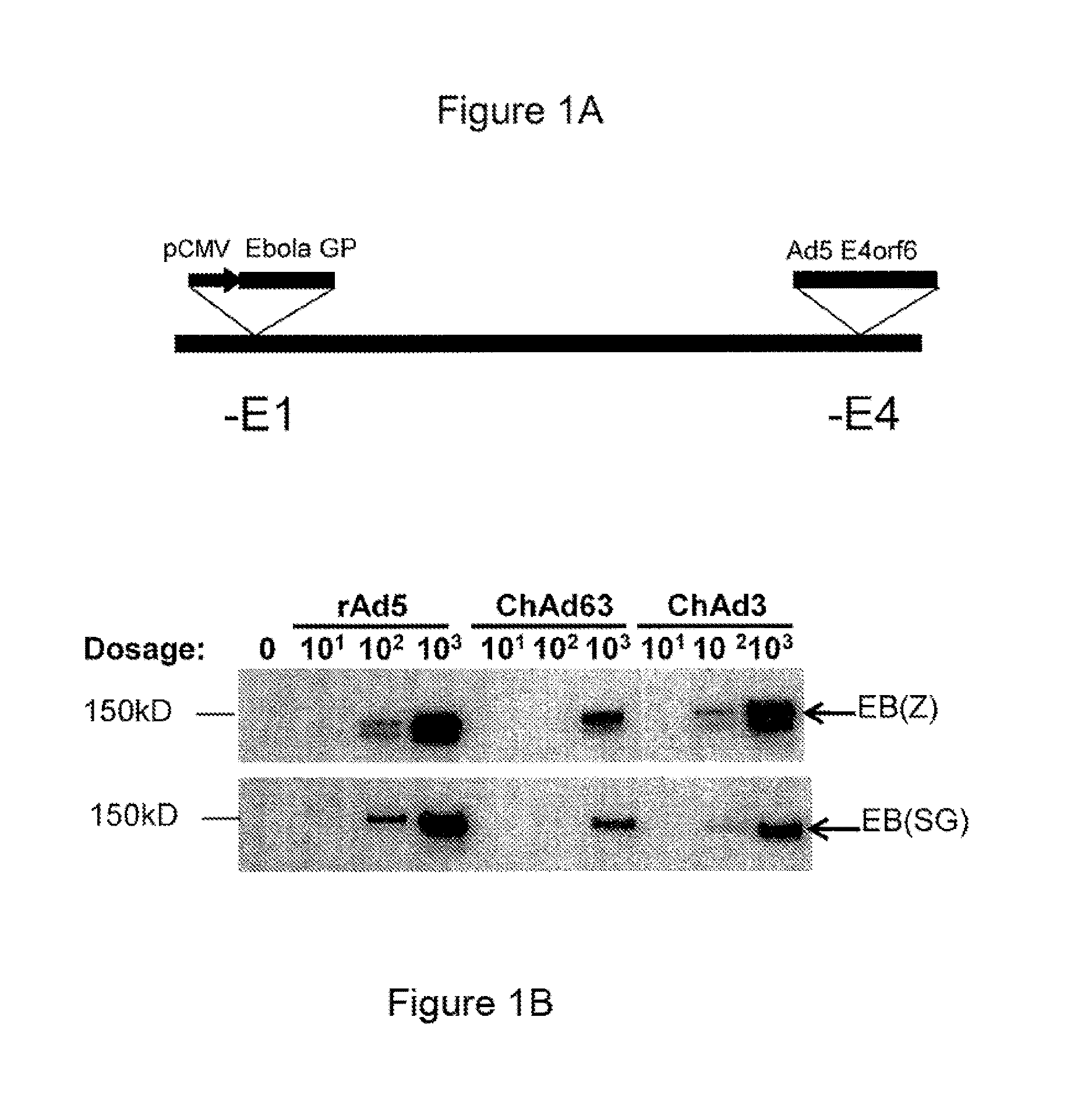 Methods for the induction of ebola virus-specific immune responses comprising administering a replication-defective chimpanzee adenovirus vector expressing the ebola virus glycoprotein