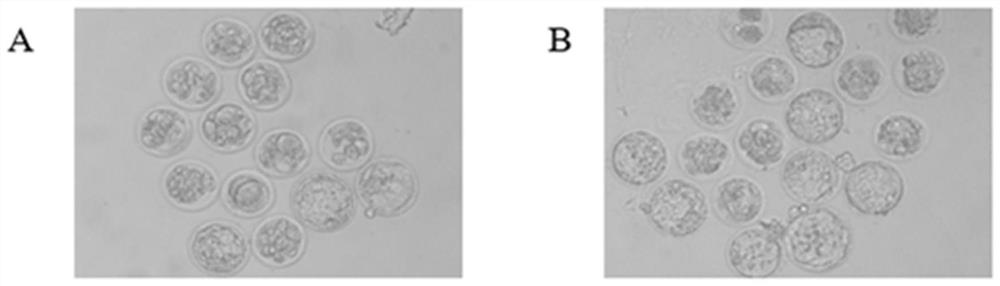 Application of histone methyltransferase inhibitor in improving animal round sperm injection embryo development efficiency