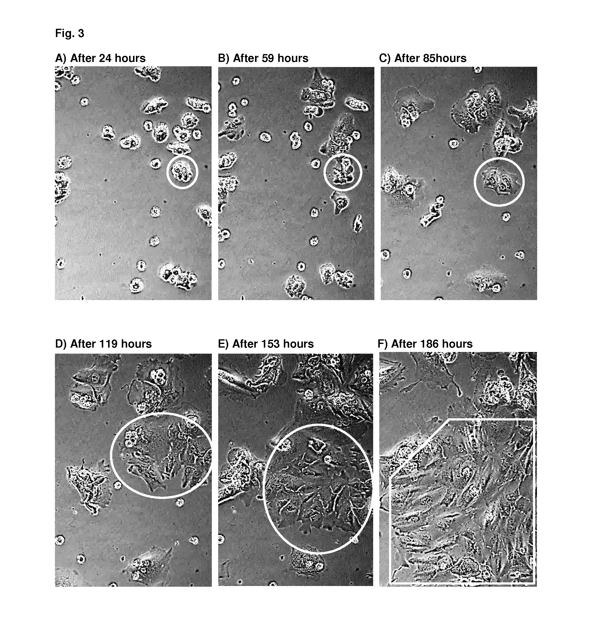 Method for producing adult liver progenitor cells