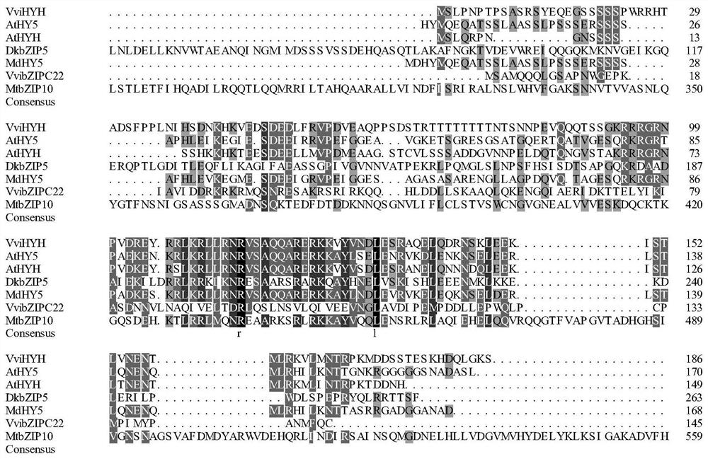 A transcription factor gene regulating plant flavonoid synthesis and its application