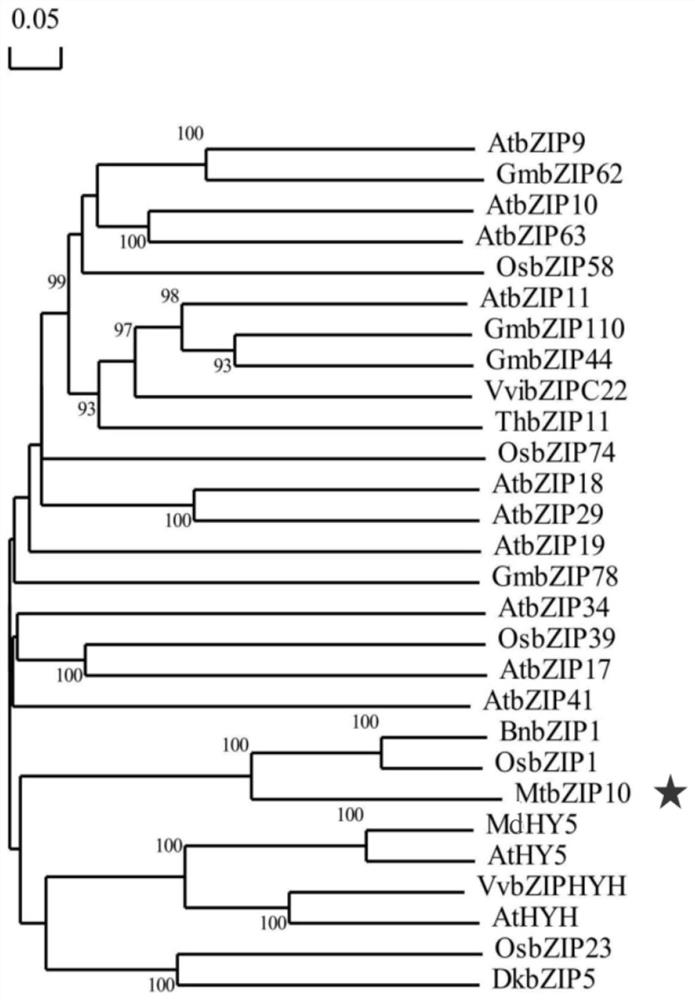 A transcription factor gene regulating plant flavonoid synthesis and its application