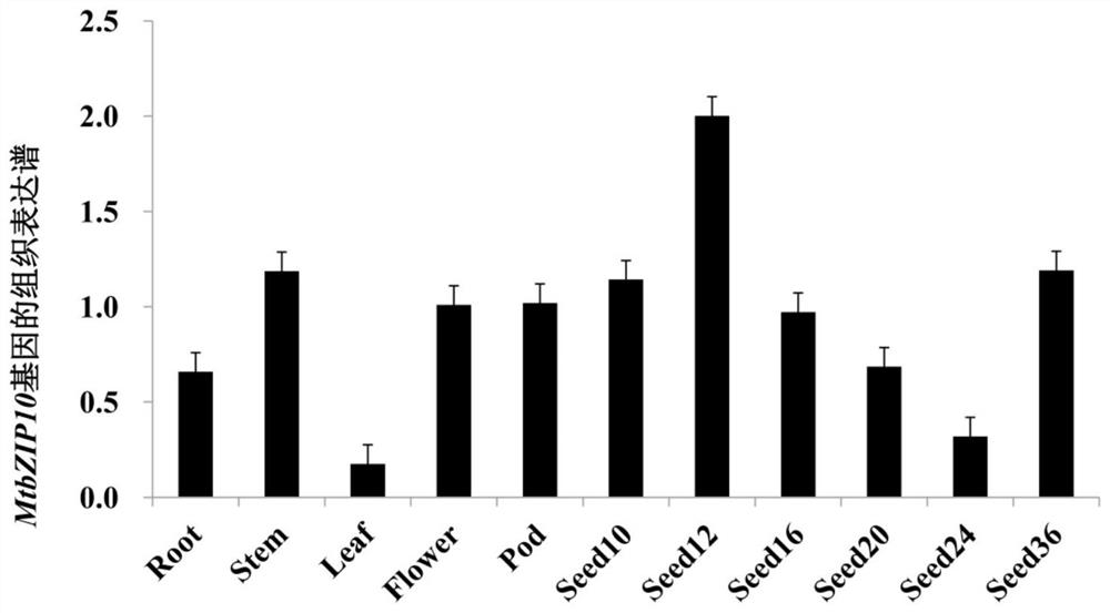 A transcription factor gene regulating plant flavonoid synthesis and its application