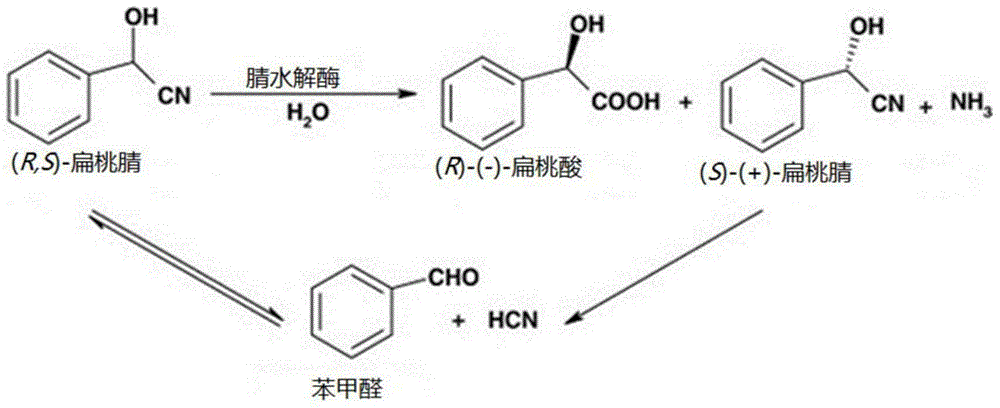 Method for biologically synthesizing (R)-(-)-mandelic acid