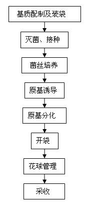 Formula of culture medium for industrial production of sparasis crispa and production process