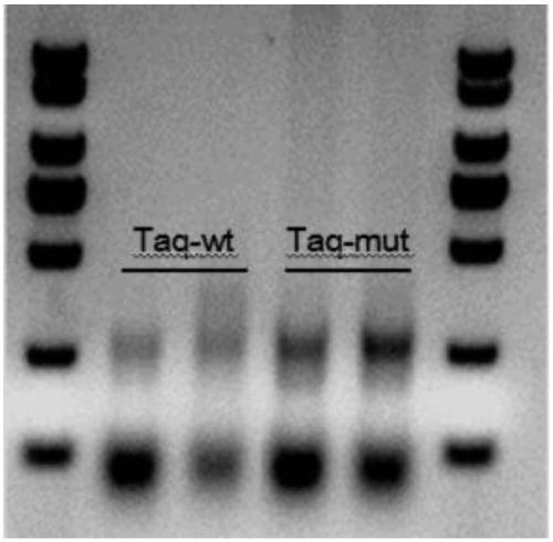 Taq DNA polymerase mutant and application thereof