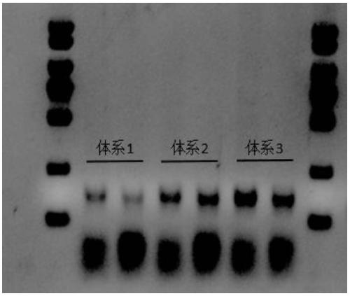 Taq DNA polymerase mutant and application thereof