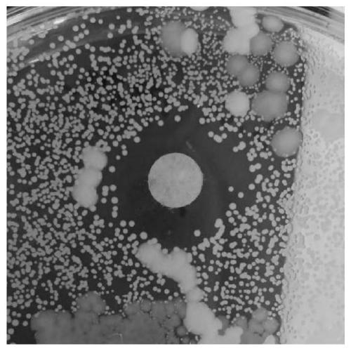 Shampoo containing citron essential oil microcapsules and preparation method of shampoo