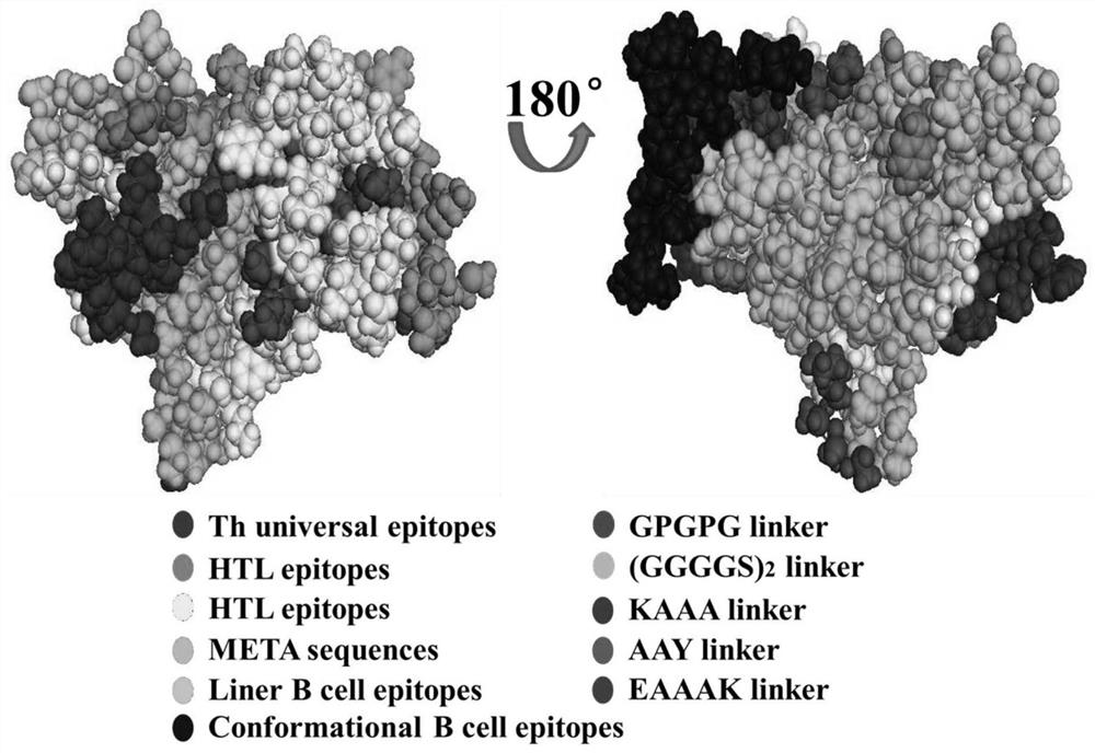 Liposome-polymer hybrid nanoparticles for nucleic acid vaccine delivery
