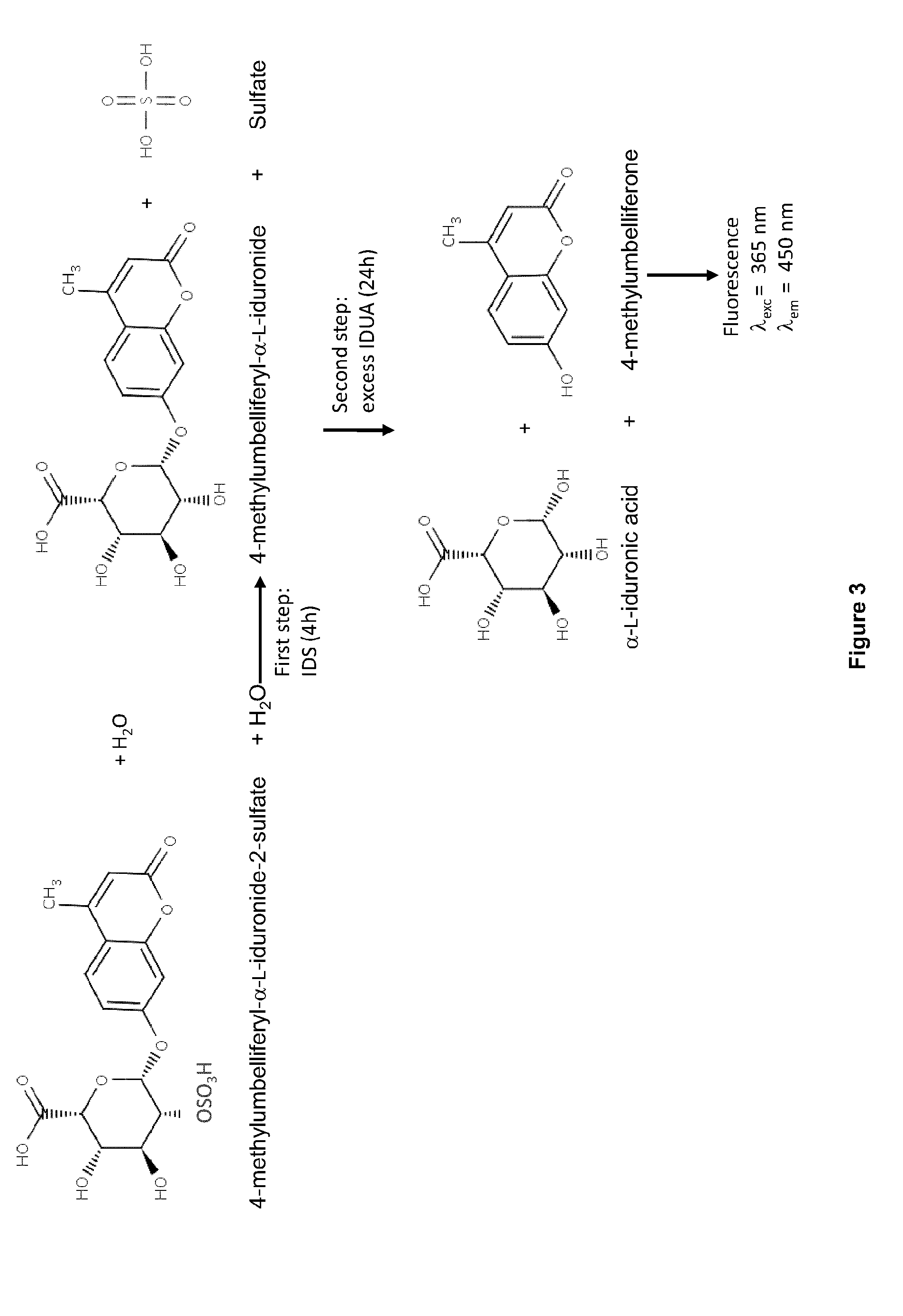 Targeted lysosomal enzyme compounds