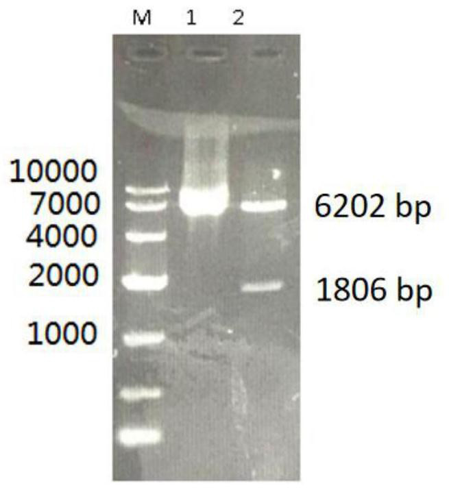 A recombinant Lactobacillus plantarum expressing the antigenic gene of Newcastle disease virus and its fermentation process and application