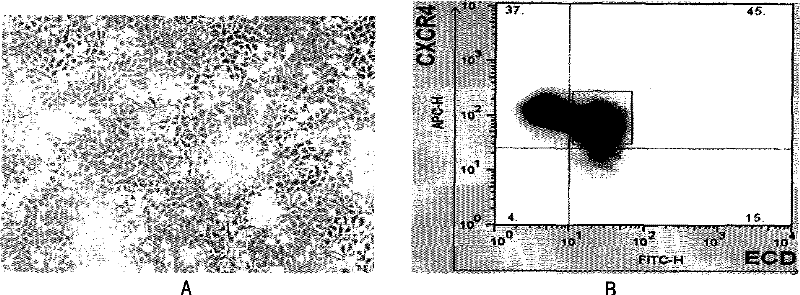 Method for preparing and separating stereotyped endoderm cells by using monolayer culture technology