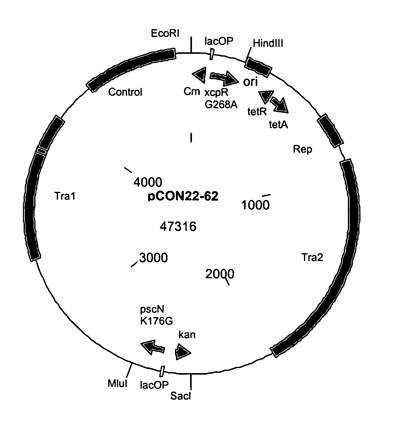Compositions and methods for altering cellular functions