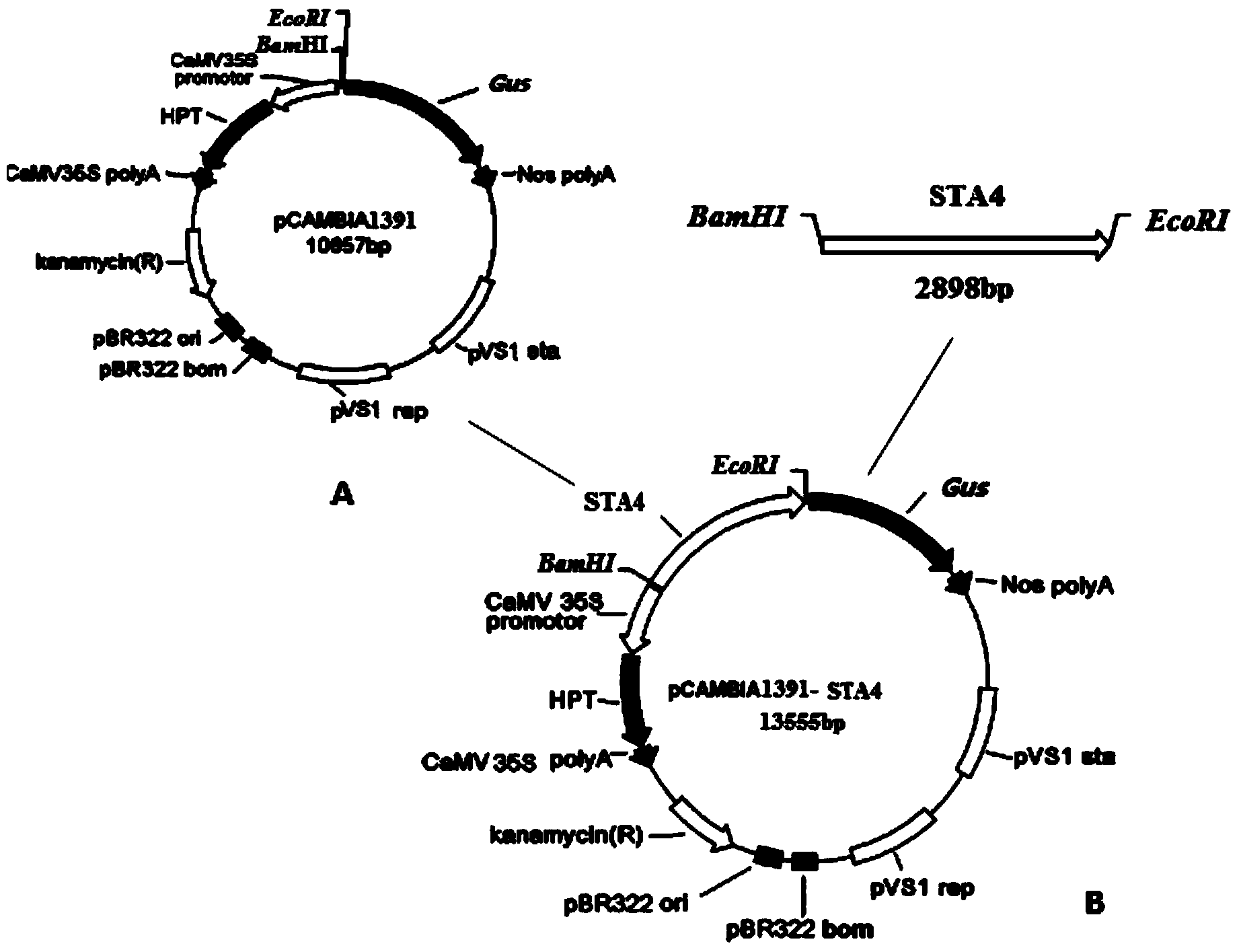 Expression promoter STA4 of rice stamens and lodicules and application thereof