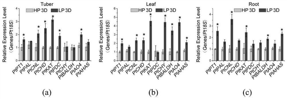 Method for effectively increasing alkaloid content of pinellia ternate through low-phosphorus treatment