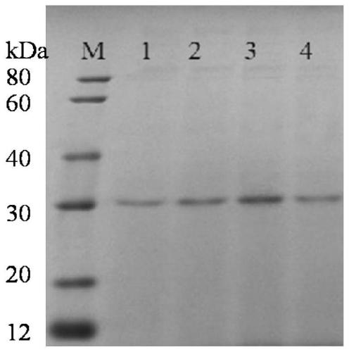 A kind of acid-resistant zearalenone detoxification enzyme and its coding gene and application