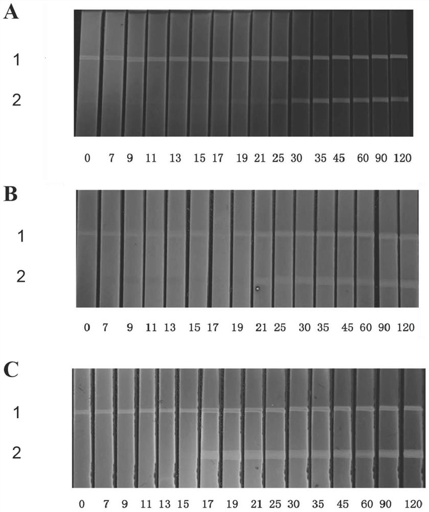 Fluorescence immunochromatography test strip capable of detecting early infection of pig trichina and production method thereof