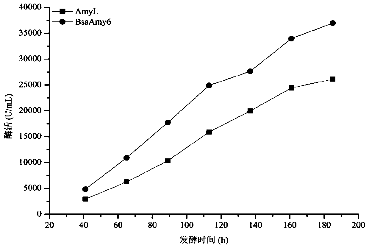 Activity-improved α-amylase amyl mutant and its coding gene and application