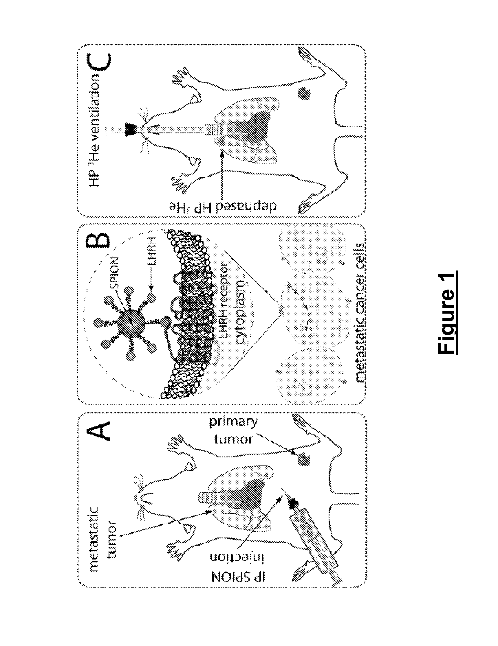 Methods and compositions for molecular imaging