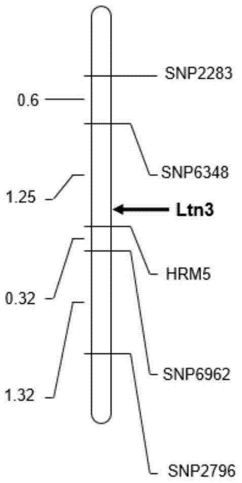 A molecular marker hrm5 of wheat oligo-tiller gene ltn3 and its application