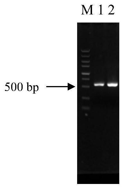 Application of mal33 gene deletion in improving tolerance of Saccharomyces cerevisiae to lignocellulose hydrolyzate inhibitors