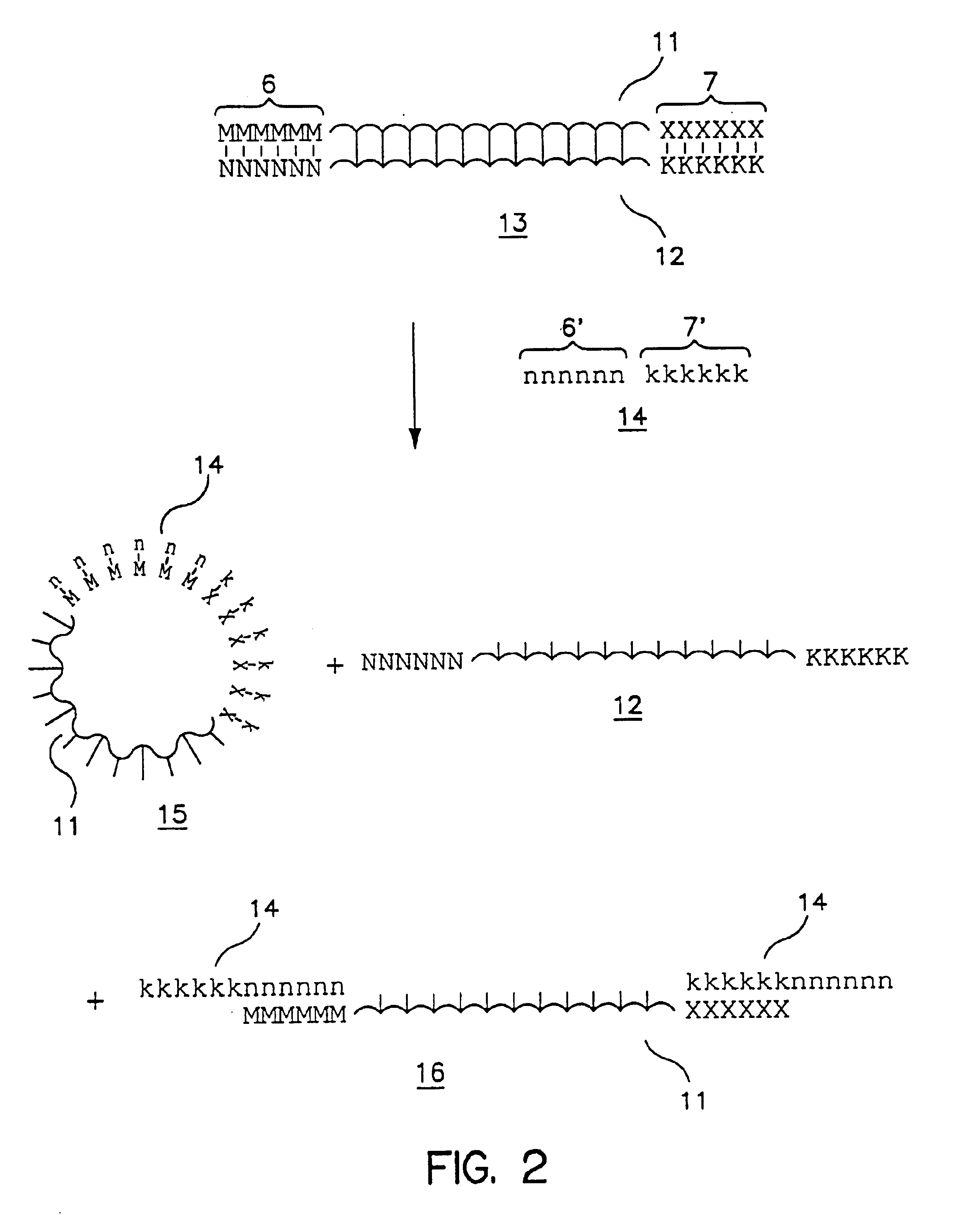 Strand displacement methods employing competitor oligonucleotides for isolating one strand of a double-stranded nucleic acid