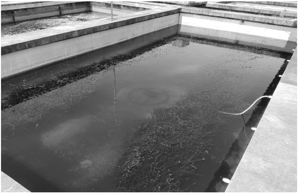 Method for planting elodea nuttallii in concrete pond without soil
