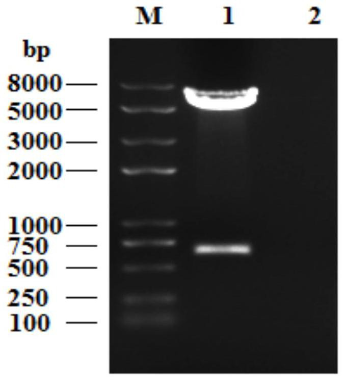 A cat interferon omega and its preparation method and application in antiviral