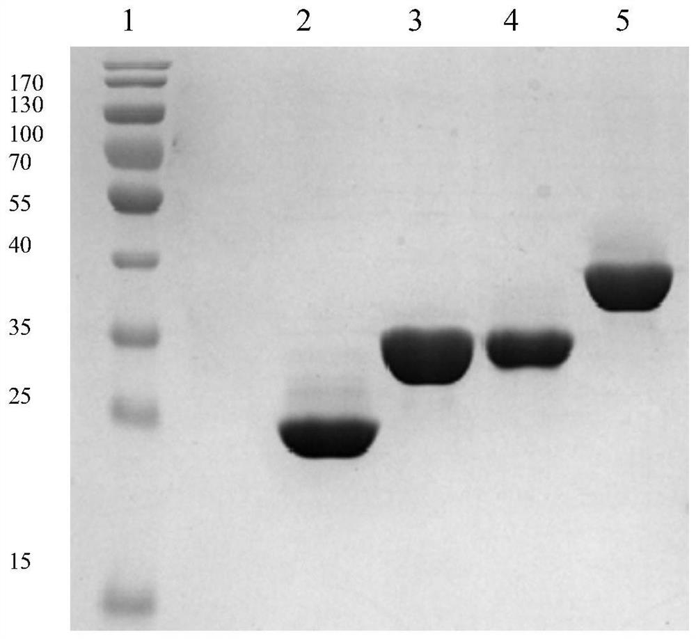 A kind of immunoglobulin binding protein and its preparation method and application