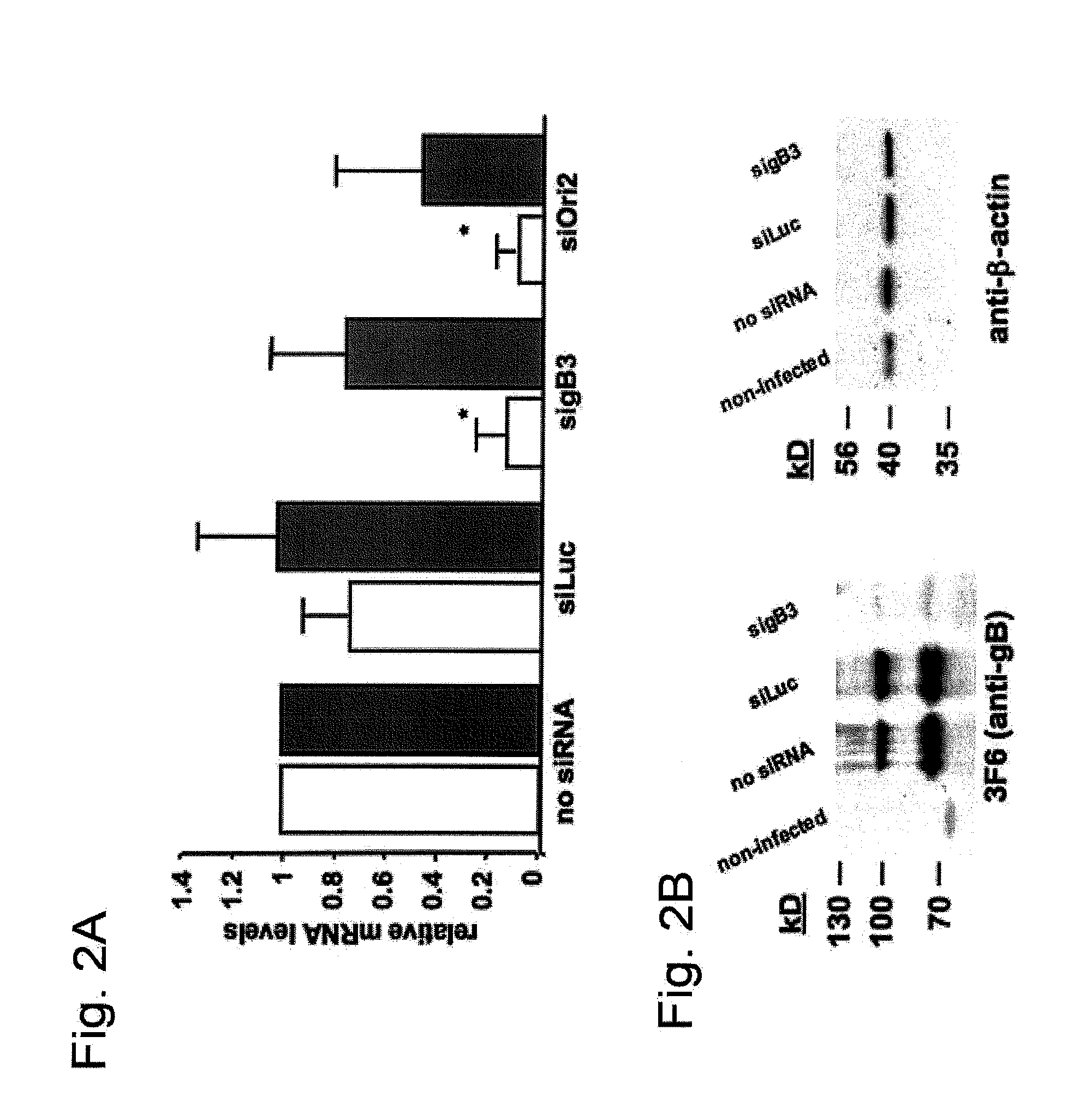 Method for Prophylaxis and Treatment of Equine Herpesvirus Type 1 Infections