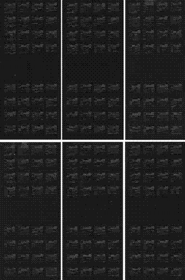 Preparation method and applications of cDNA chip for detecting drug resistance level of bactrocera dorsalis resistant to trichlorphon and beta-cypermethrin