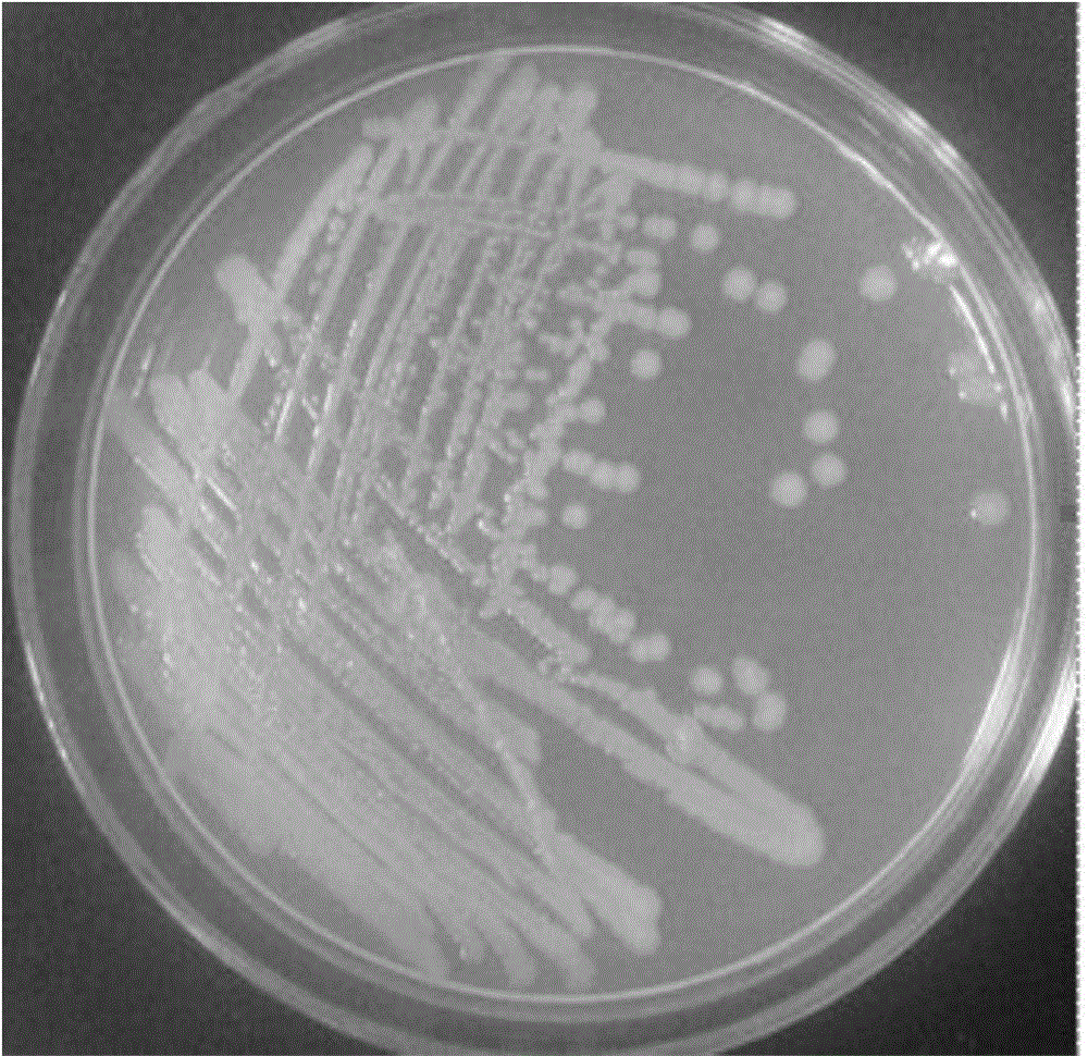 Aeromonas strain and application thereof