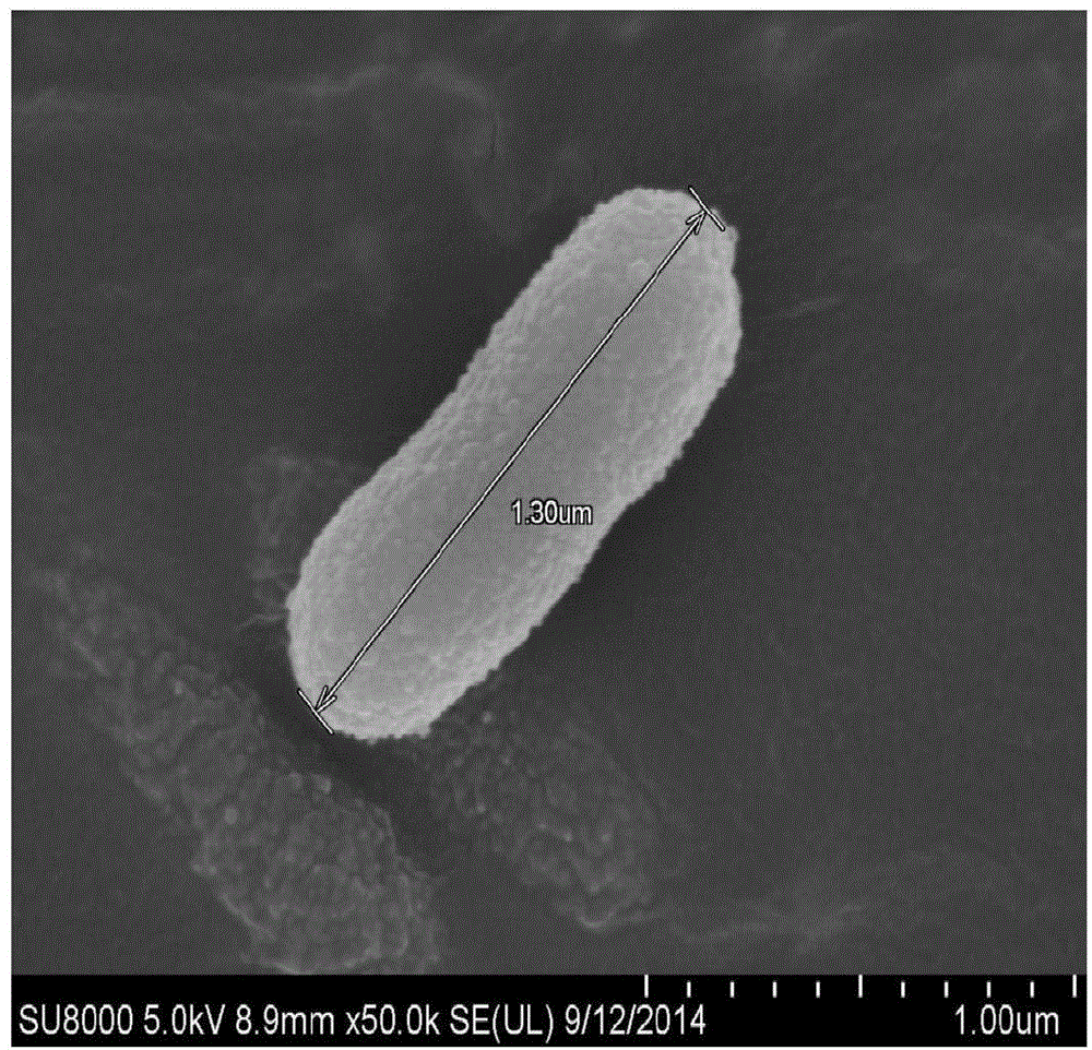 Aeromonas strain and application thereof