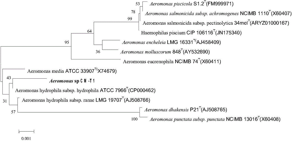 Aeromonas strain and application thereof