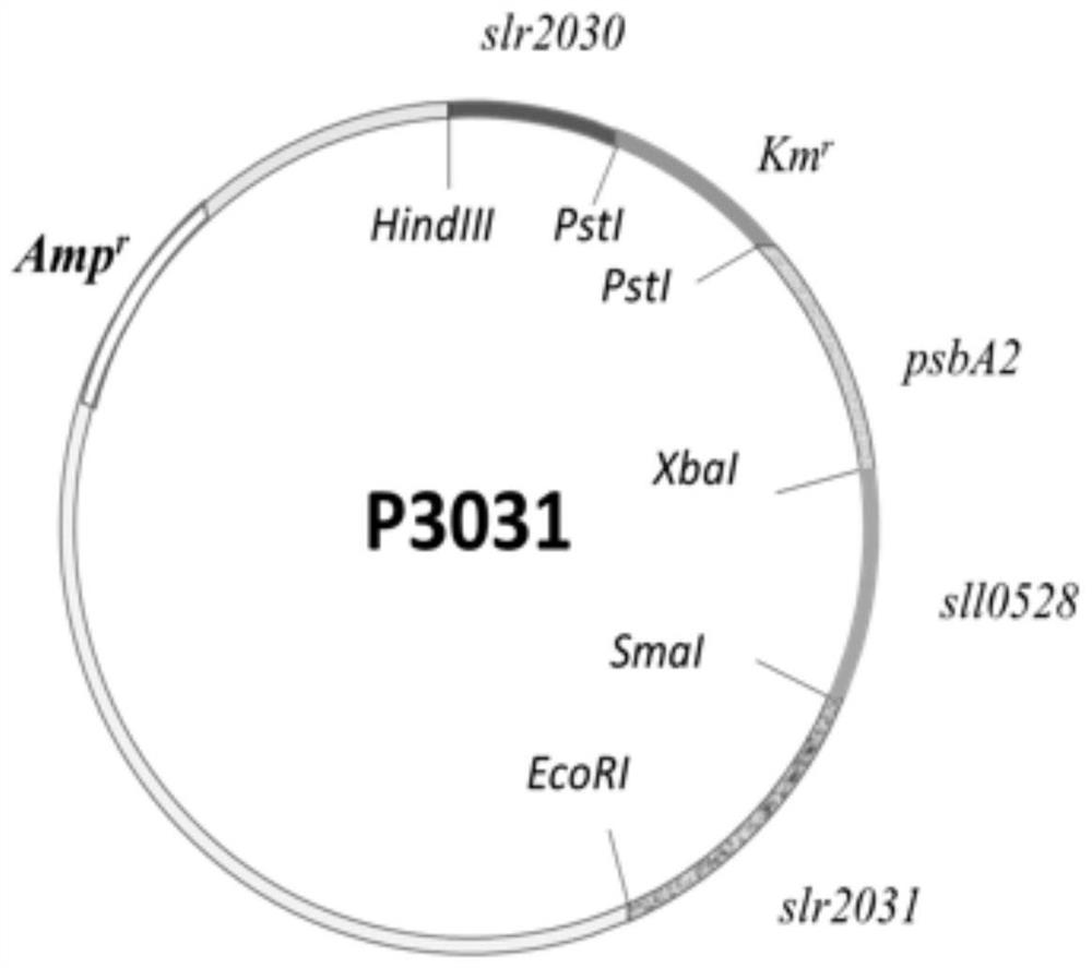 Application of sll0528 Gene in Improving Ethanol Tolerance of Synechocystis pcc6803