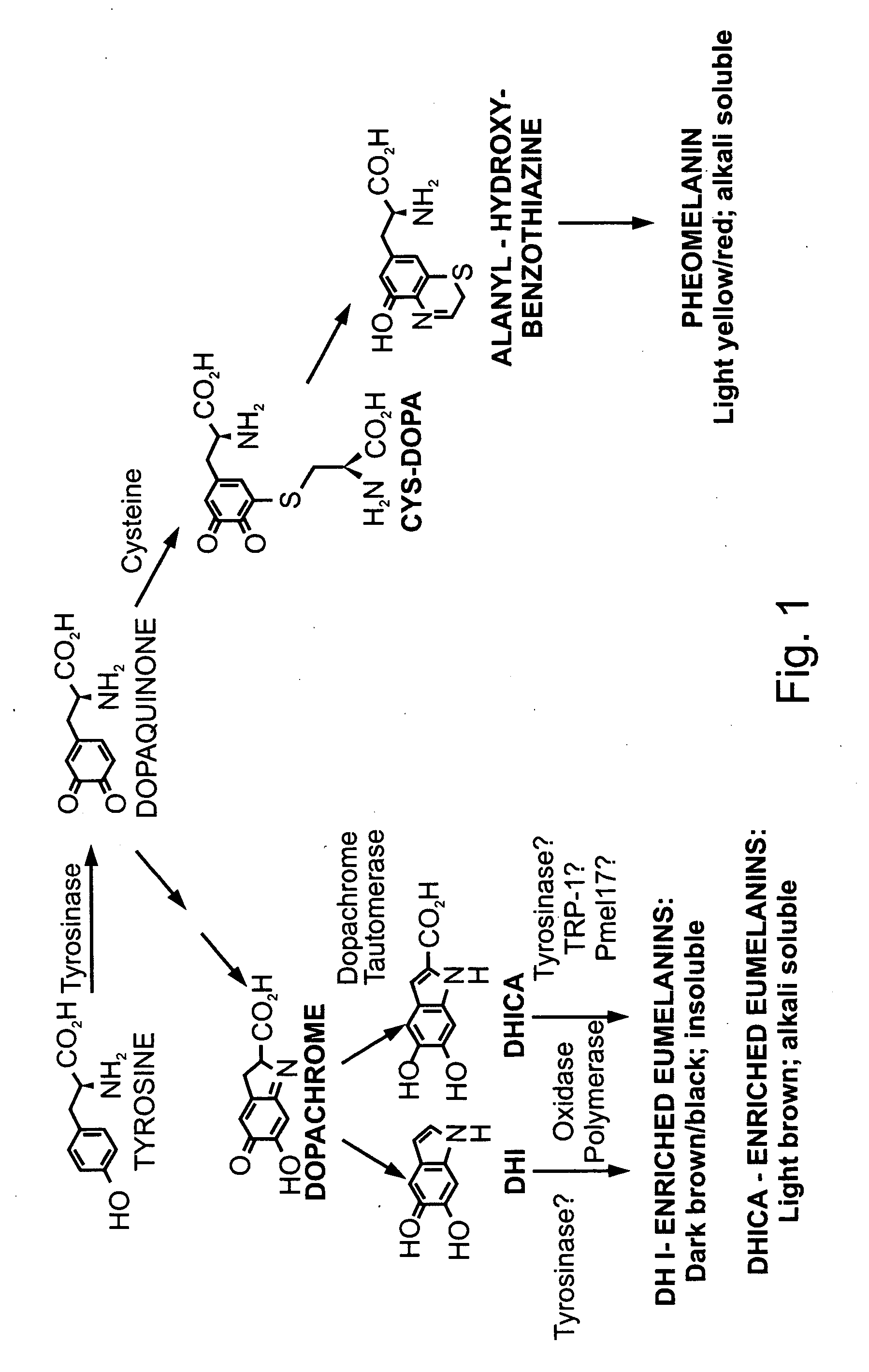Methods of producing lignin peroxidase and its use in skin and hair lightening