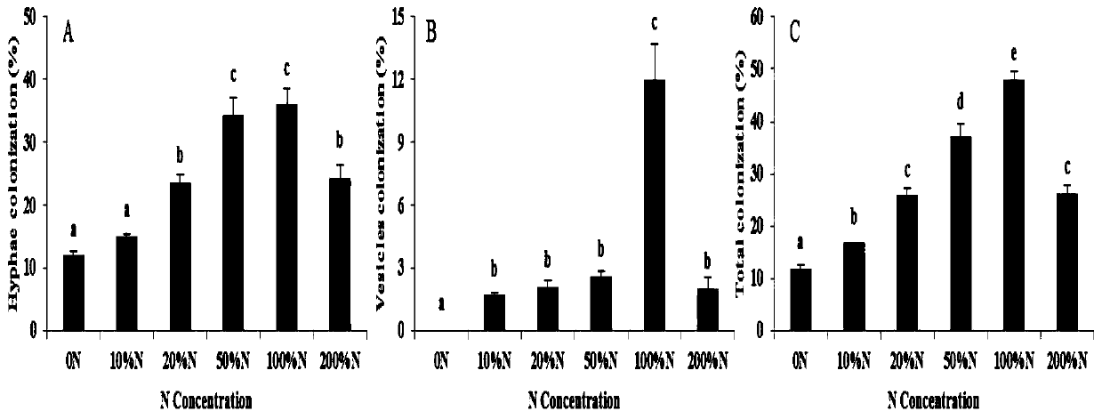 Method for improving total flavonoid content and yield of clematis plants by using arbuscular mycorrhizal fungi