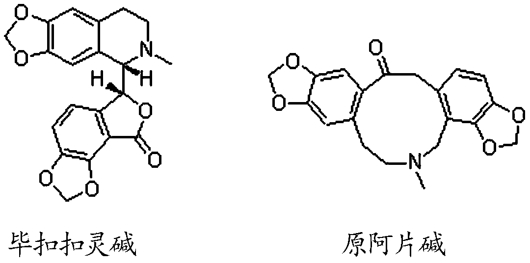 A kind of preparation method of bikokoline base and protopine