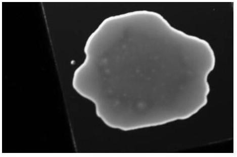 Fluorescent microspheres with carboxyl group-enriched surface and synthesis method of fluorescent microspheres