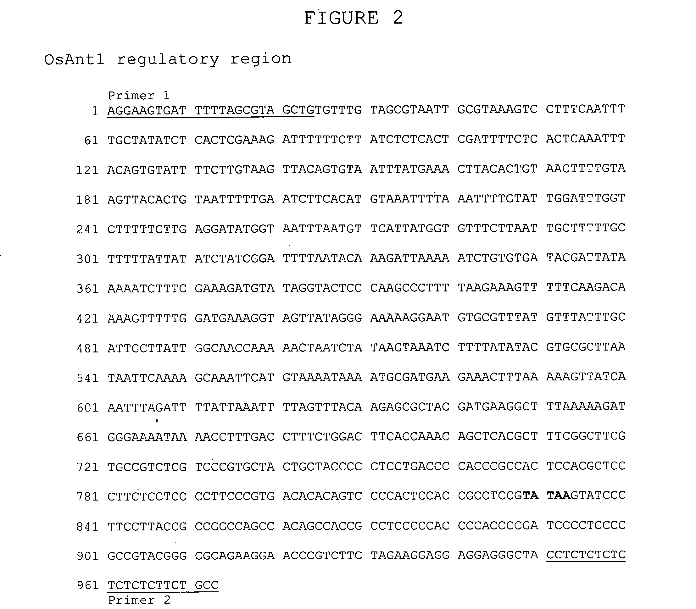 Promoter sequence obtained from rice and methods of use