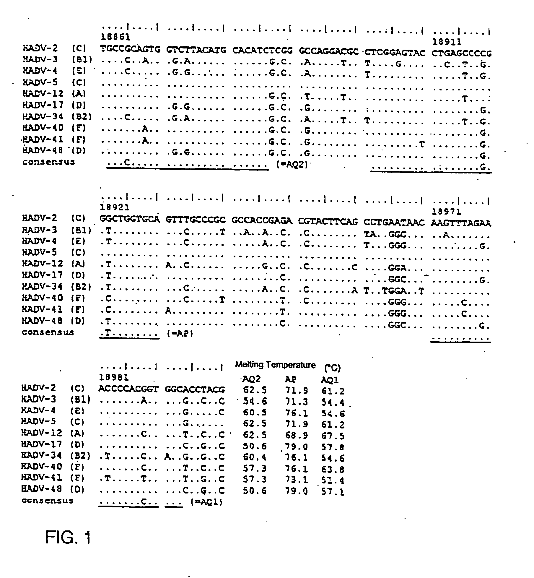 Agents and methods for detecting human adenoviruses
