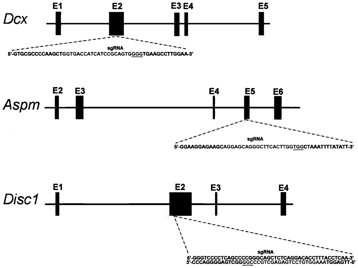 Method for establishing a ferret model applicable to human disease research and its application